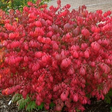 Бересклет крылатый Компактус (в тубе)